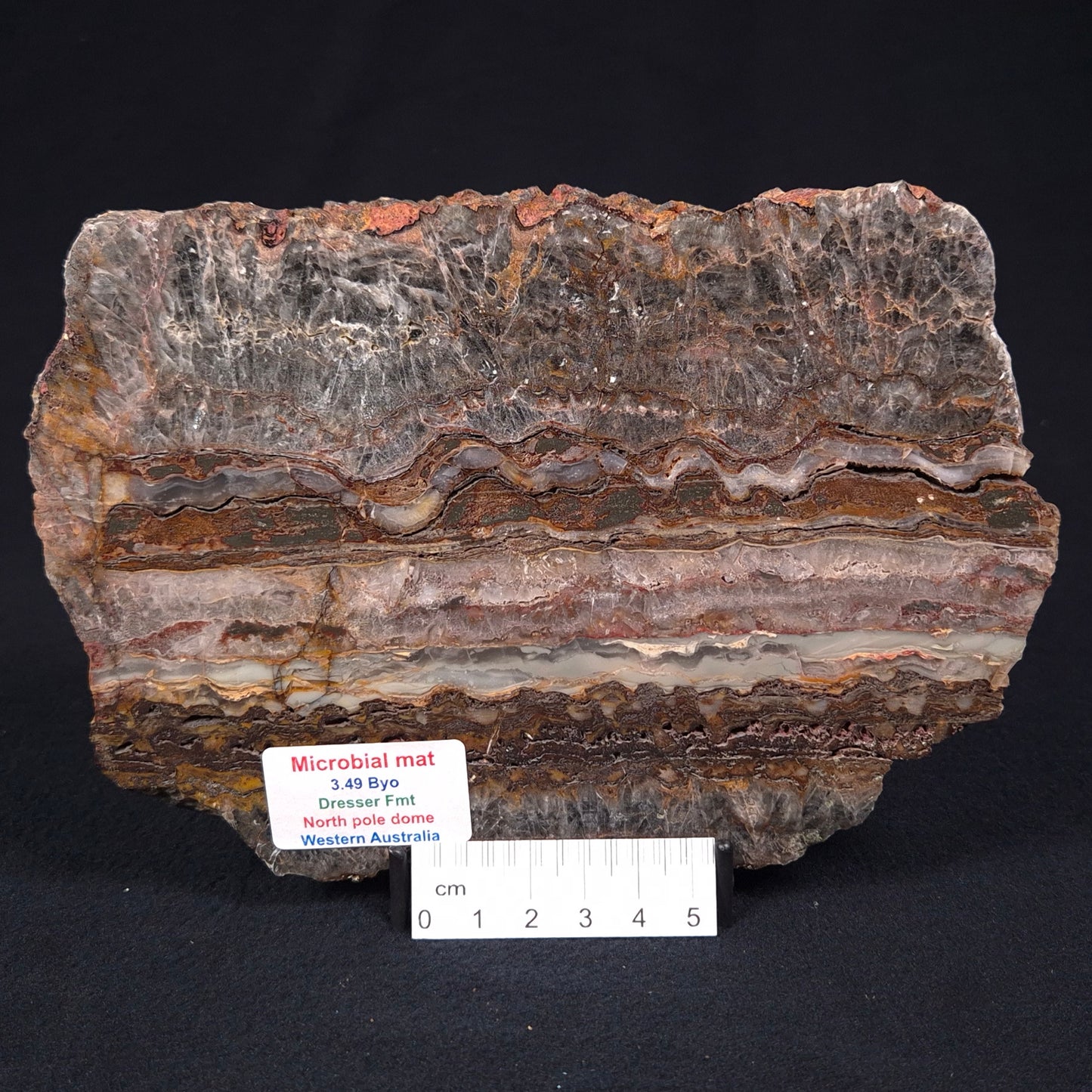 STROMATOLITE MICROBIAL MAT, Archean, Dresser Formation, Australia ZDF017