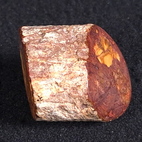 PETRIFIED WOOD, Jurassic, Australia XPL001