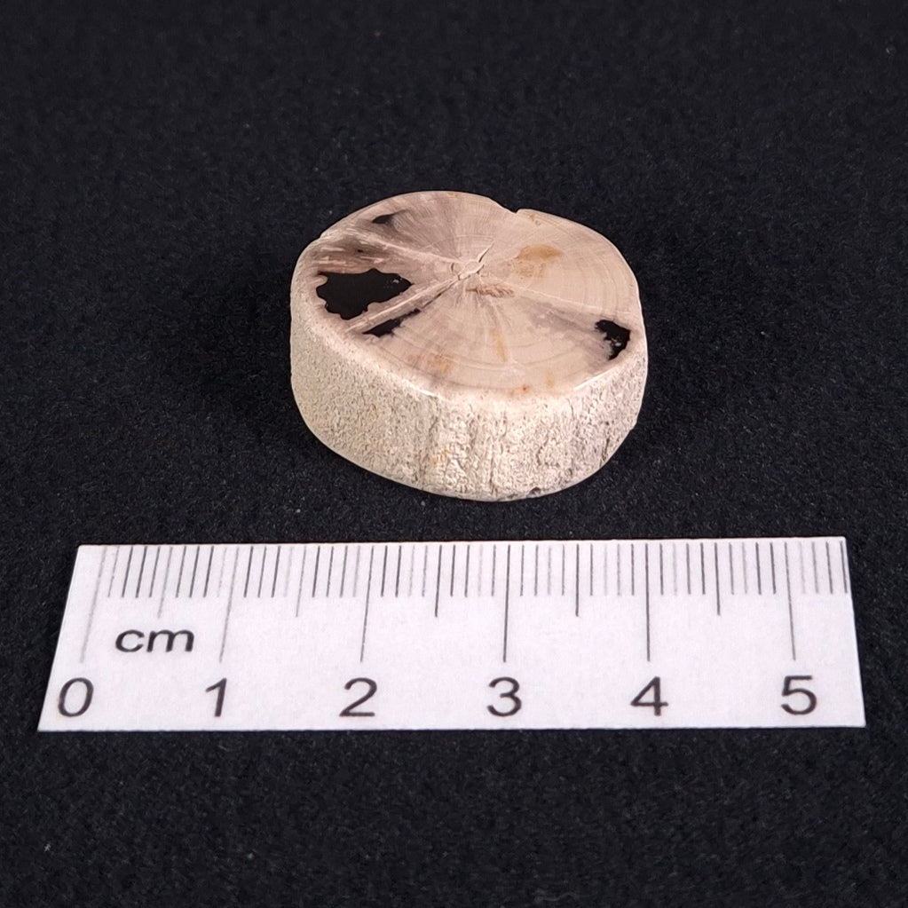 PETRIFIED WOOD, Jurassic, Australia XPL002