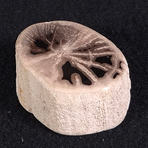 PETRIFIED WOOD, Jurassic, Australia XPL002