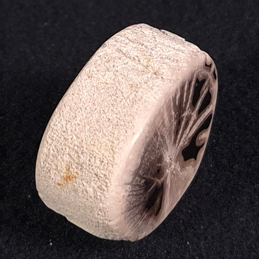 PETRIFIED WOOD, Jurassic, Australia XPL002