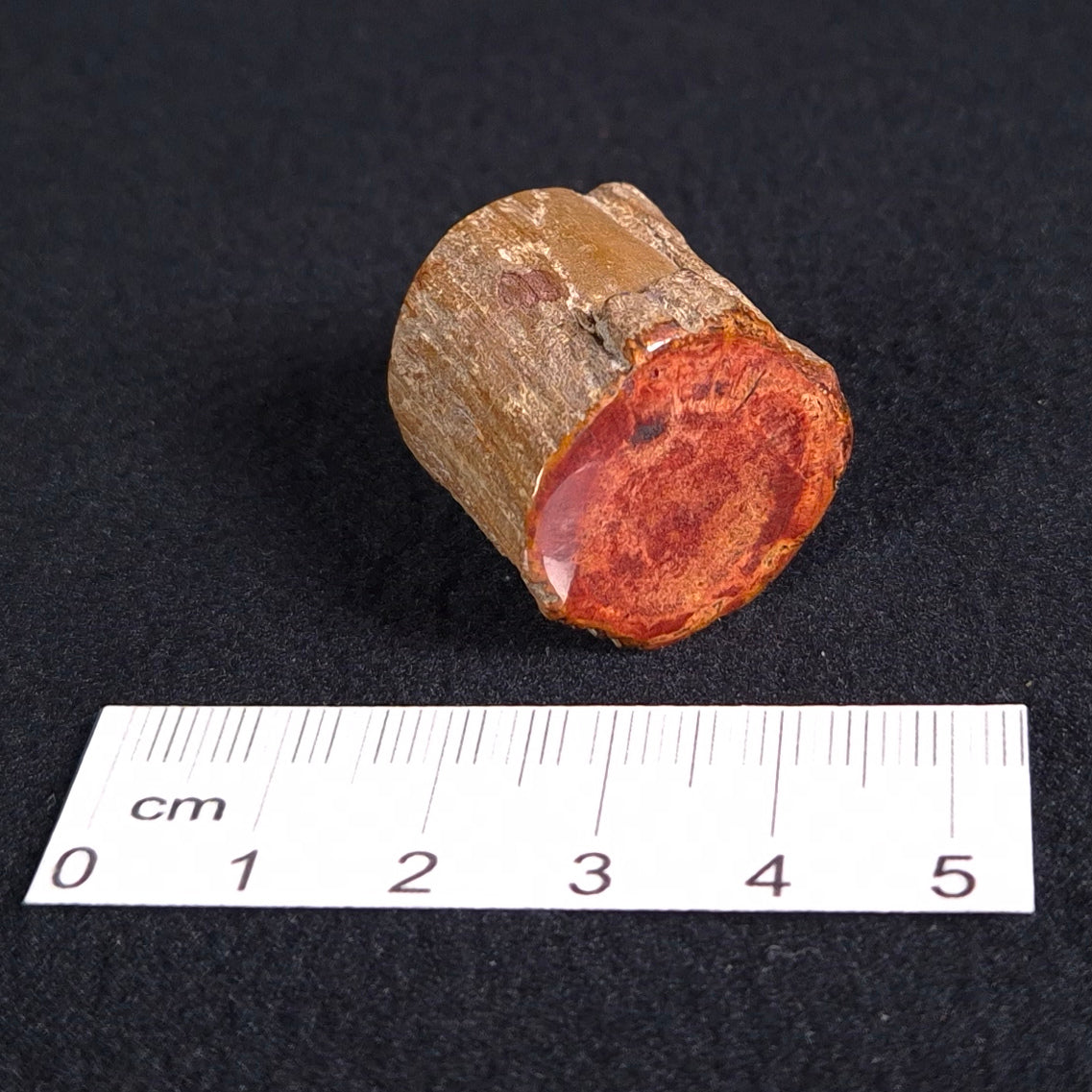 PETRIFIED WOOD, Jurassic, Australia XPL003