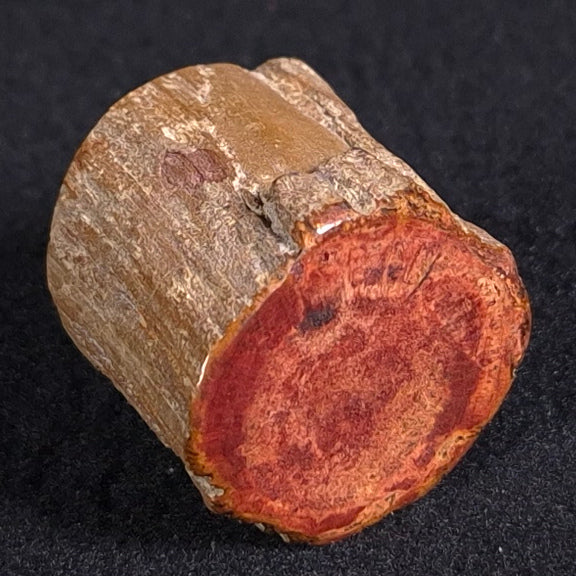 PETRIFIED WOOD, Jurassic, Australia XPL003