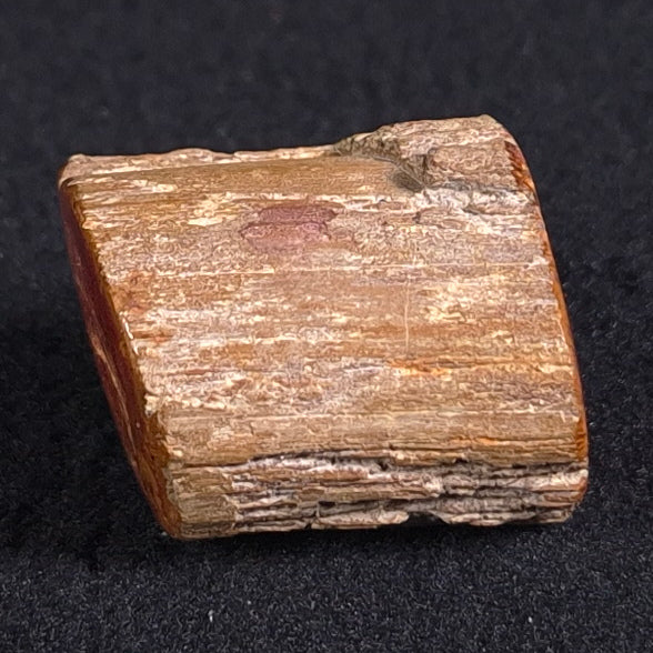 PETRIFIED WOOD, Jurassic, Australia XPL003