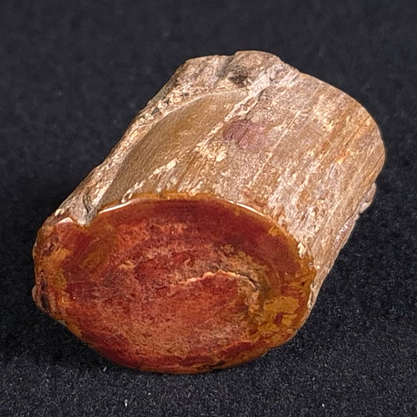 PETRIFIED WOOD, Jurassic, Australia XPL003