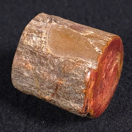 PETRIFIED WOOD, Jurassic, Australia XPL003