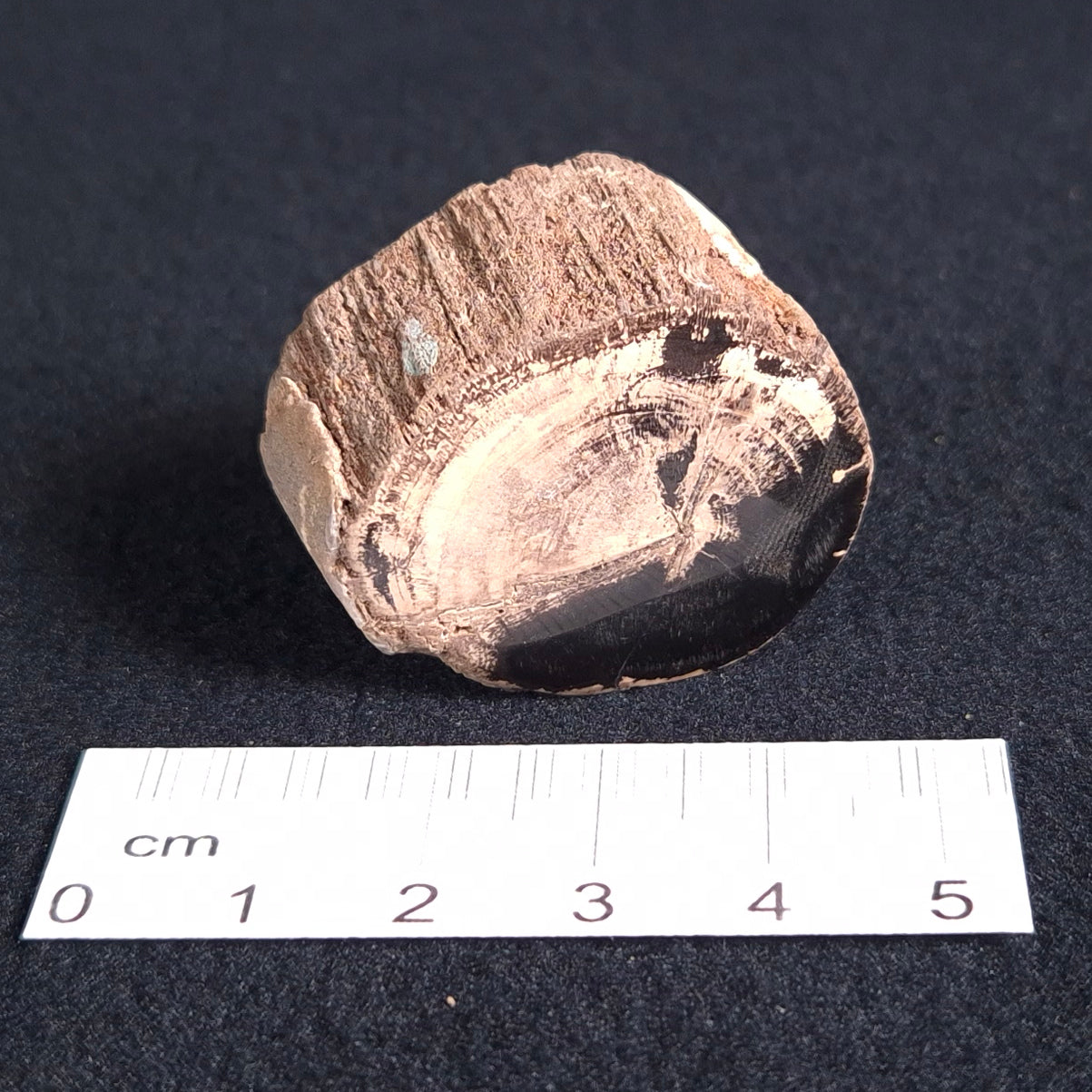 PETRIFIED WOOD, Jurassic, Australia XPL004