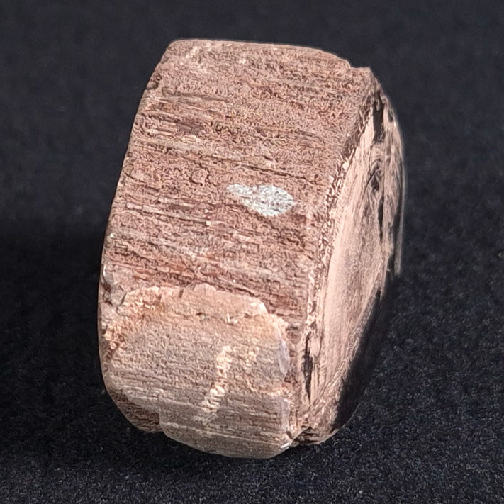 PETRIFIED WOOD, Jurassic, Australia XPL004