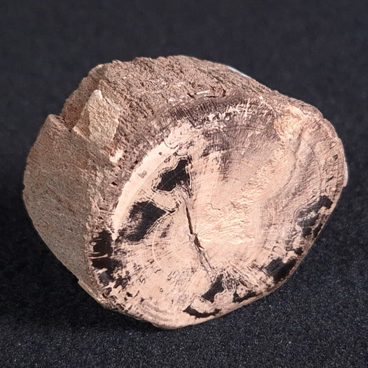 PETRIFIED WOOD, Jurassic, Australia XPL004