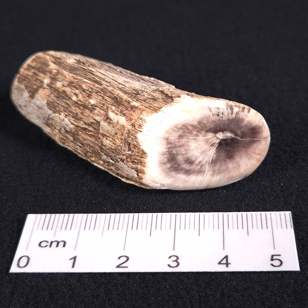 PETRIFIED WOOD, Jurassic, Australia XPL005