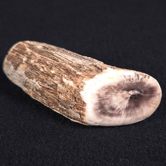 PETRIFIED WOOD, Jurassic, Australia XPL005