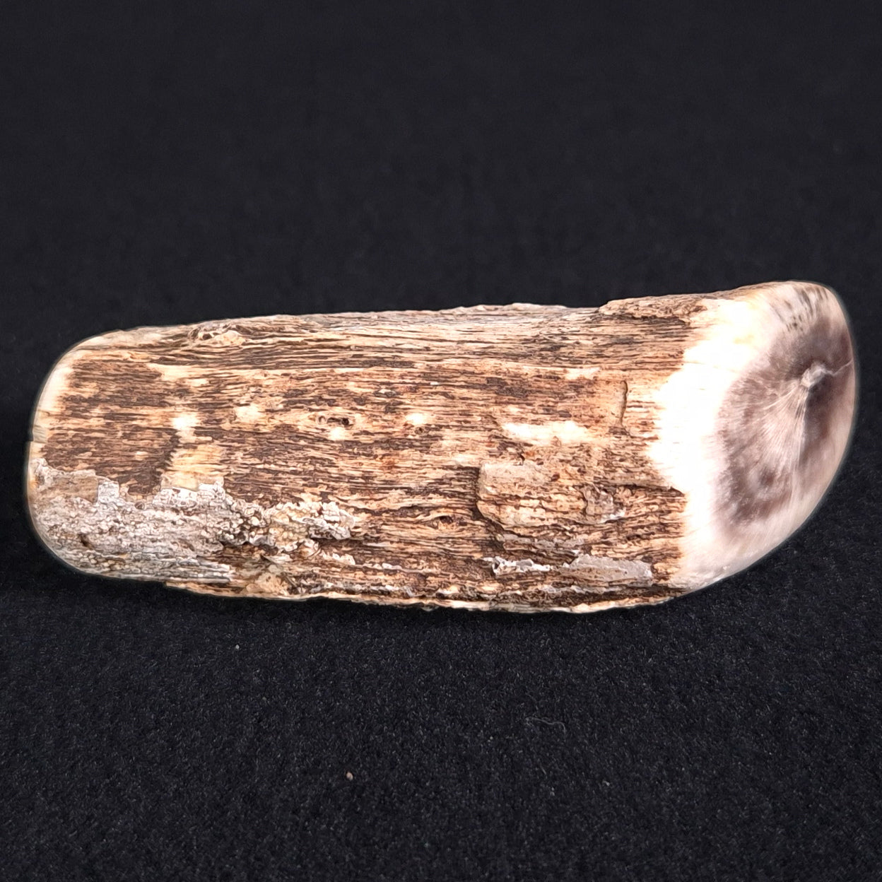 PETRIFIED WOOD, Jurassic, Australia XPL005
