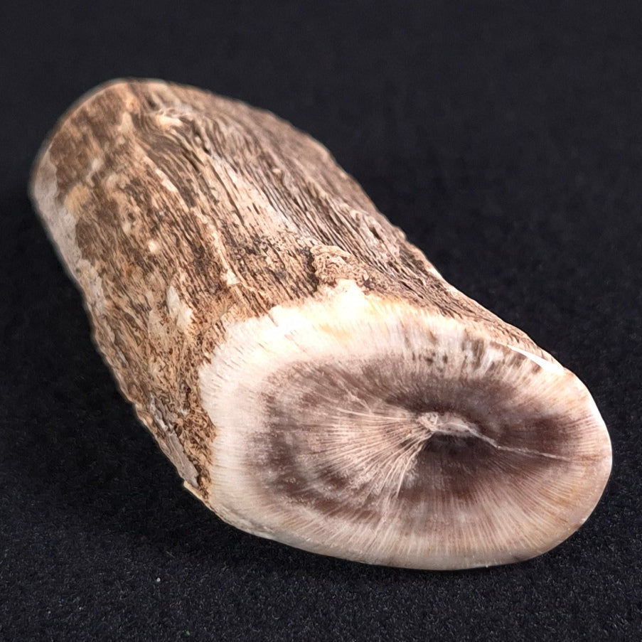 PETRIFIED WOOD, Jurassic, Australia XPL005