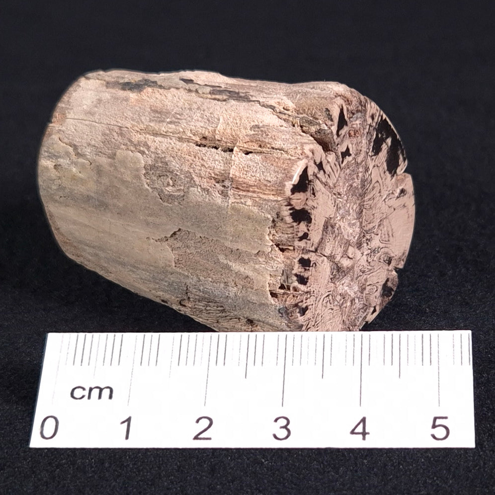 PETRIFIED WOOD, Jurassic, Australia XPL006