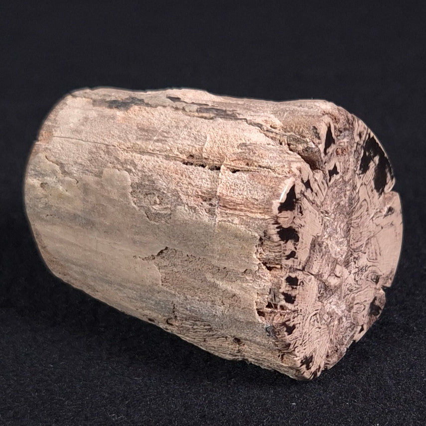 PETRIFIED WOOD, Jurassic, Australia XPL006