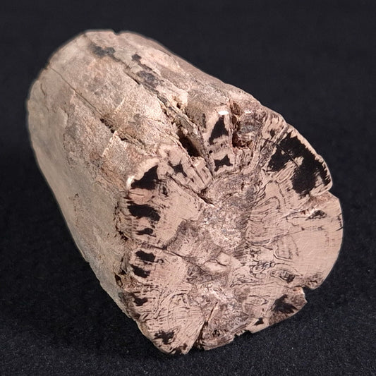 PETRIFIED WOOD, Jurassic, Australia XPL006