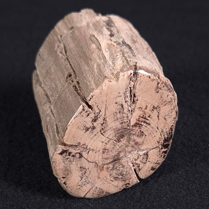 PETRIFIED WOOD, Jurassic, Australia XPL006