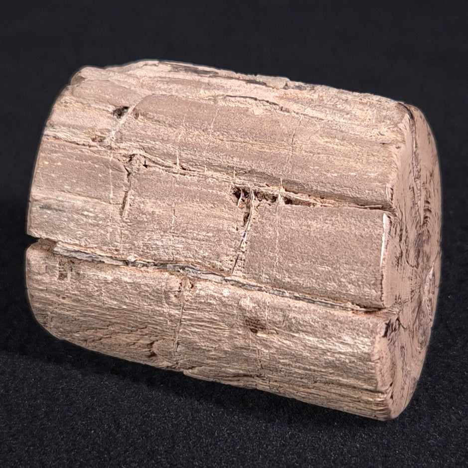 PETRIFIED WOOD, Jurassic, Australia XPL006