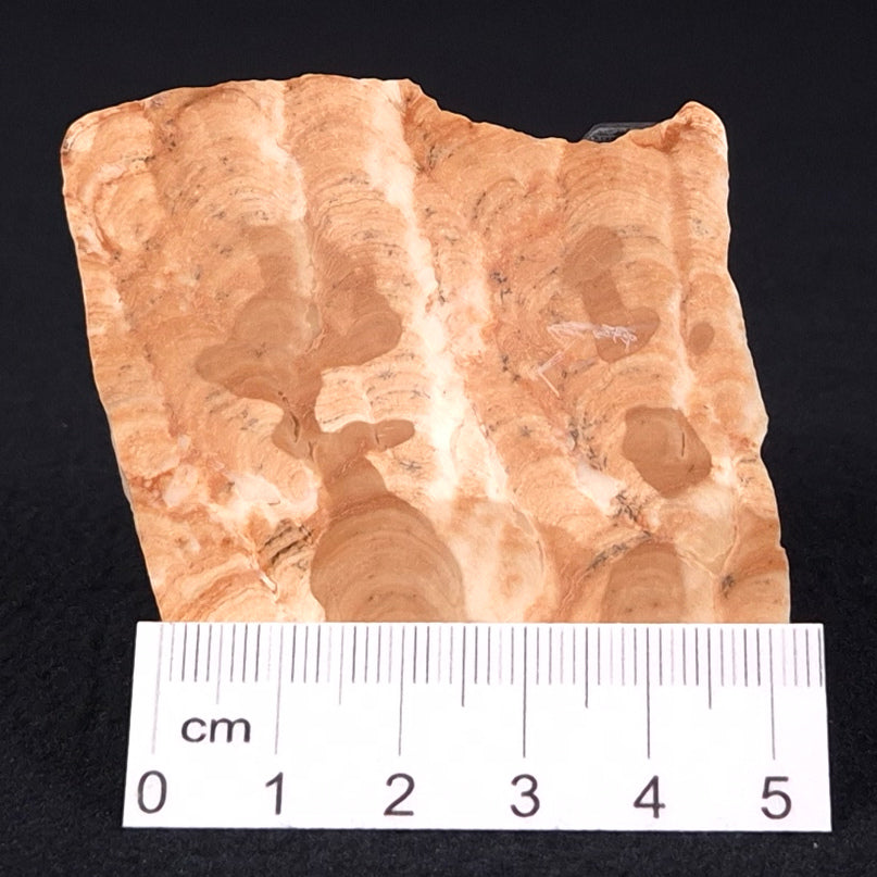 STROMATOPOROID, Devonian, Australia ZSB001