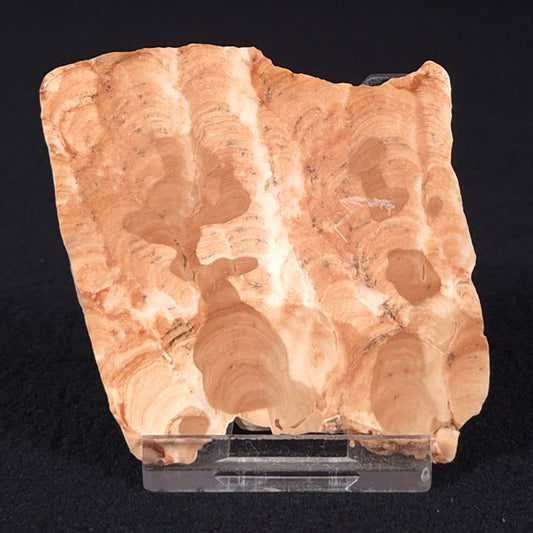 STROMATOPOROID, Devonian, Australia ZSB001