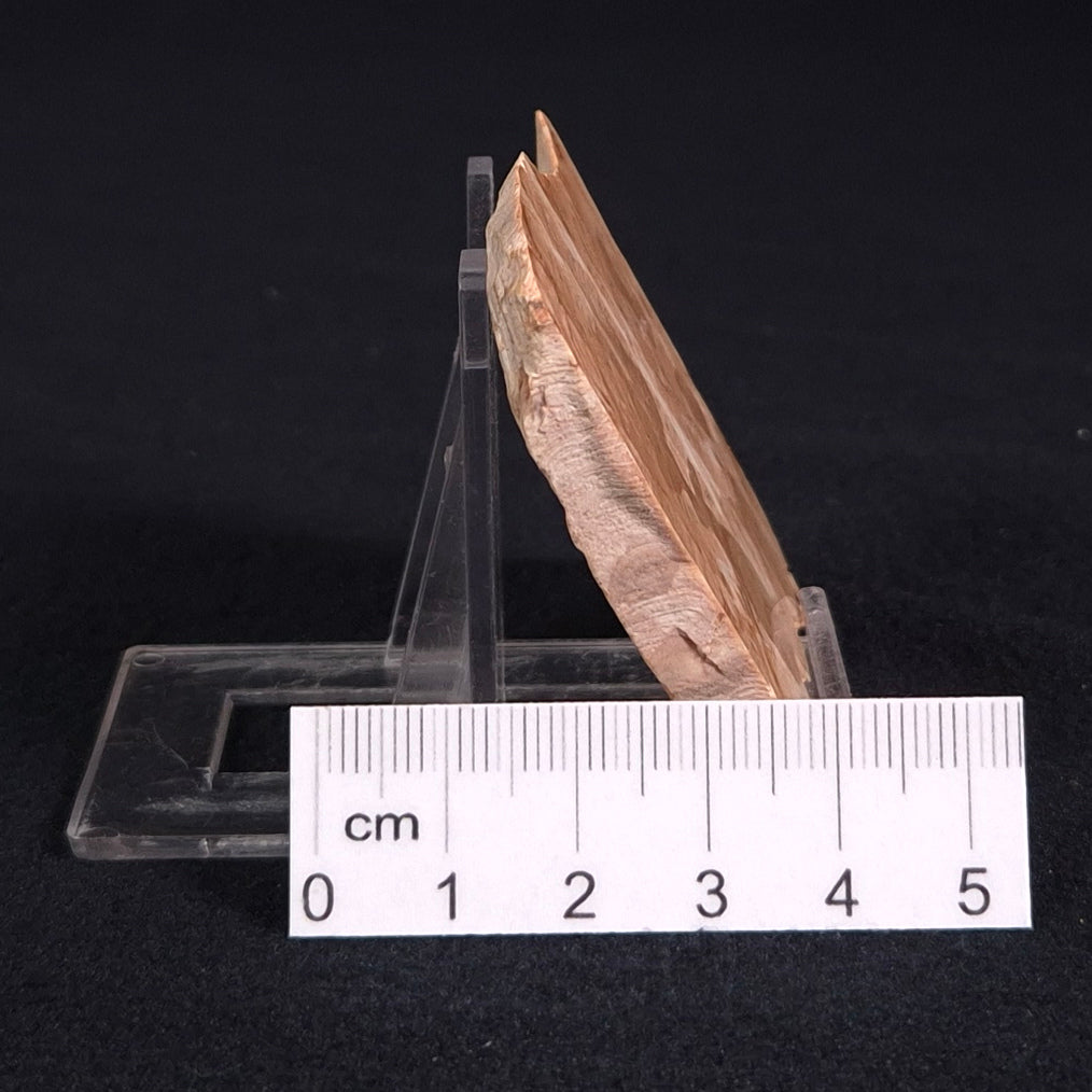 STROMATOPOROID, Devonian, Australia ZSB001