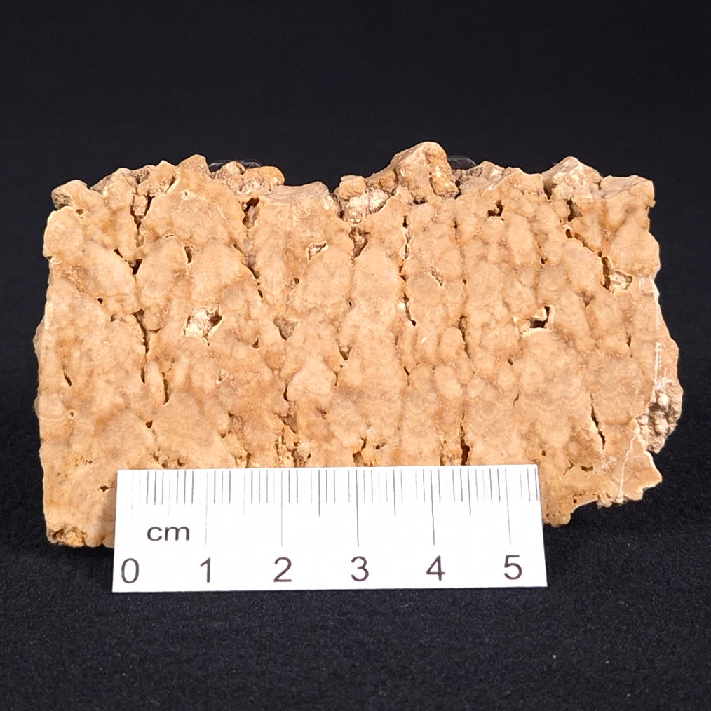 STROMATOPOROID, Devonian, Australia ZSB002