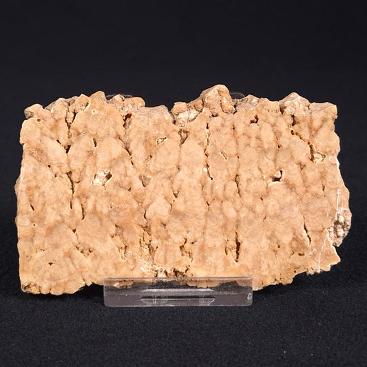 STROMATOPOROID, Devonian, Australia ZSB002