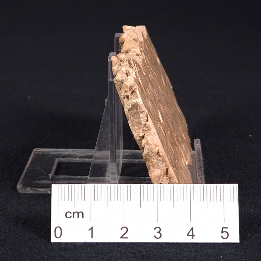 STROMATOPOROID, Devonian, Australia ZSB002