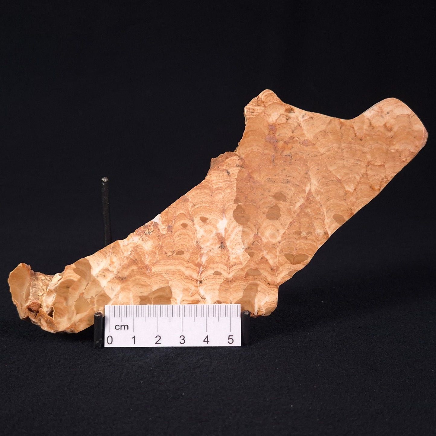 STROMATOPOROID, Devonian, Australia ZSB004
