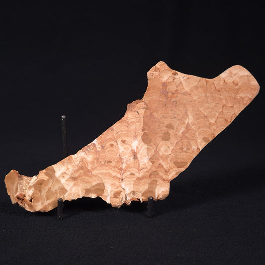 STROMATOPOROID, Devonian, Australia ZSB004