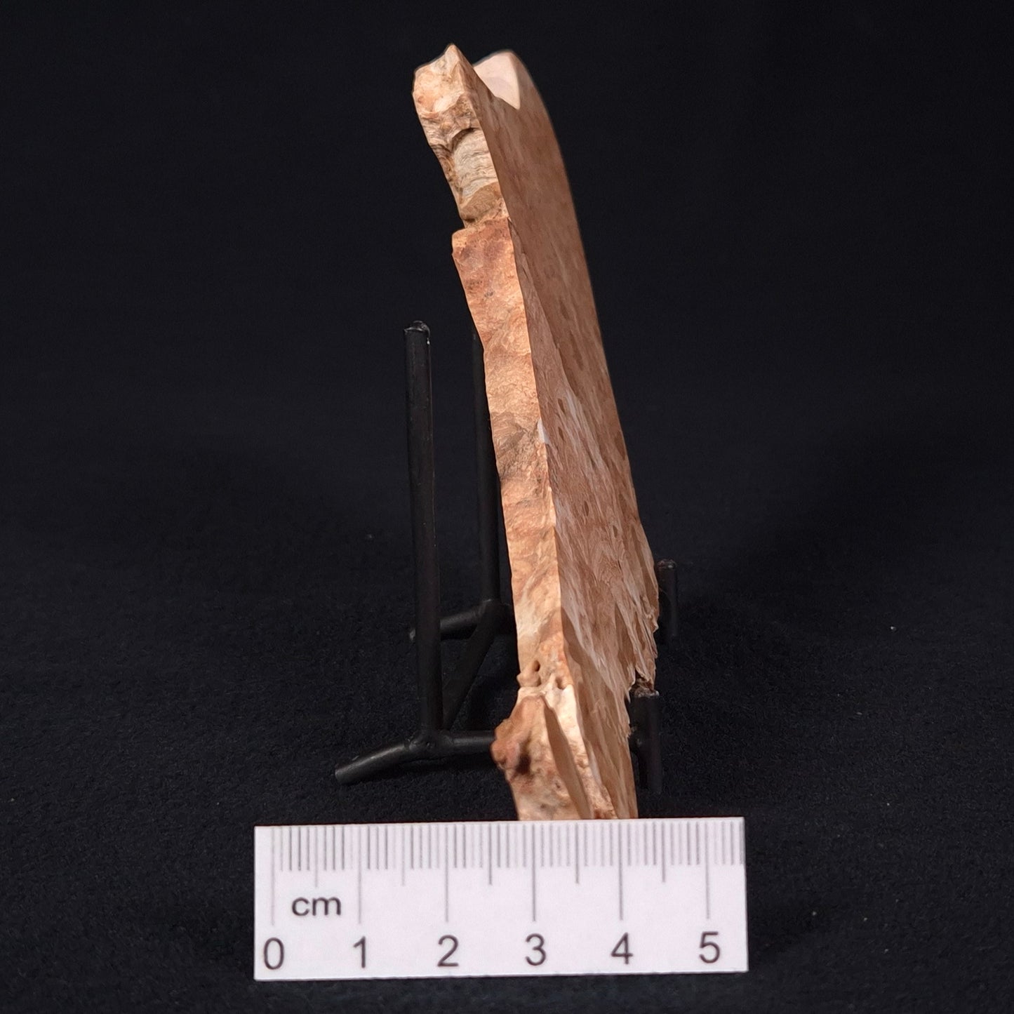 STROMATOPOROID, Devonian, Australia ZSB004