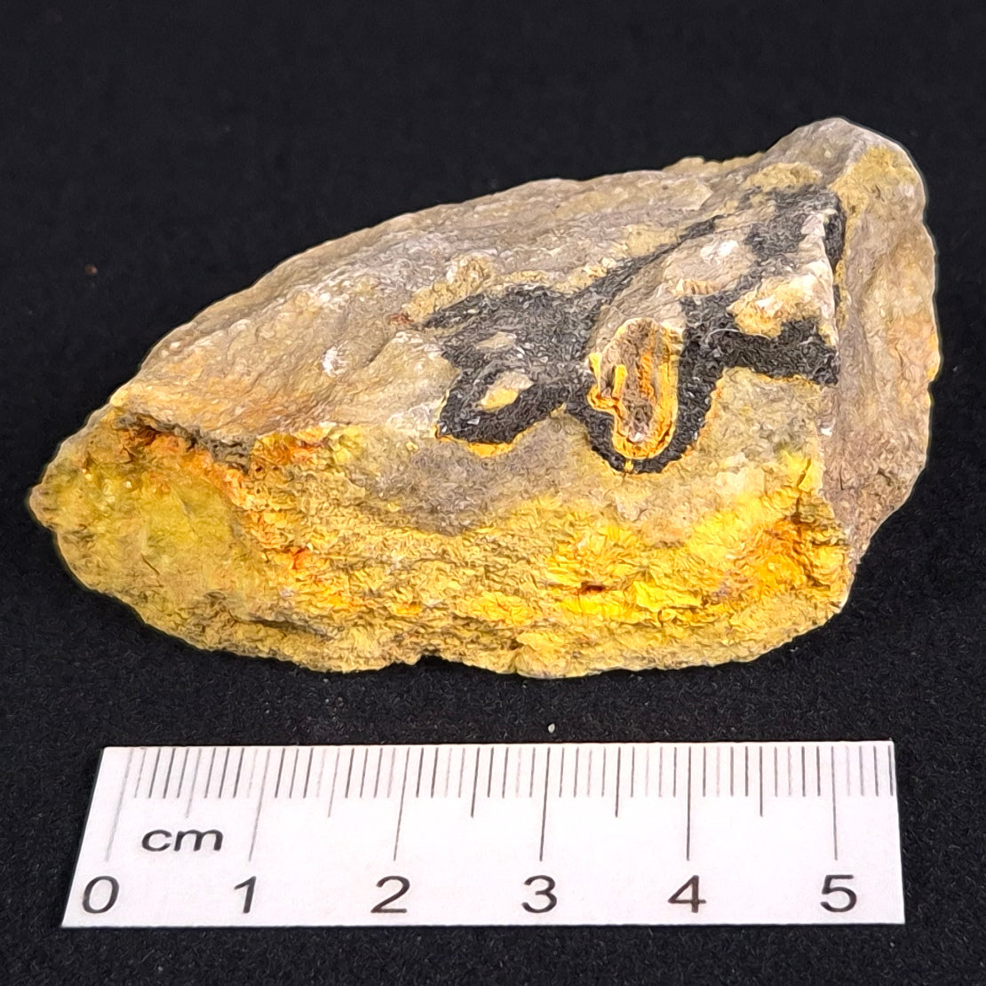 BUMBLEBEE JASPER, Indonesia XBJ004