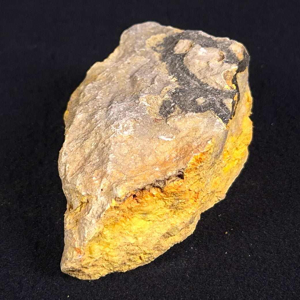 BUMBLEBEE JASPER, Indonesia XBJ004