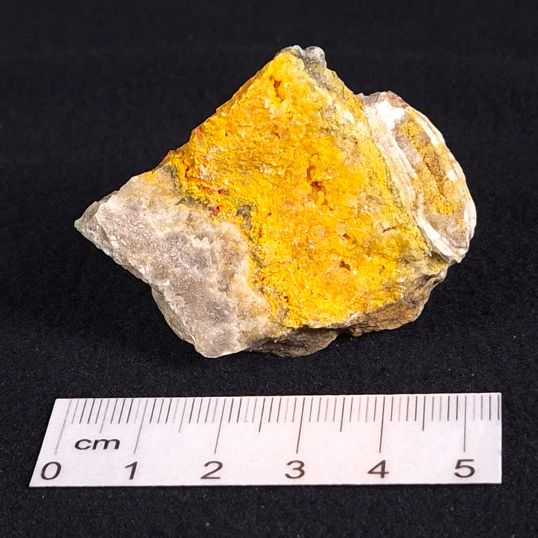 BUMBLEBEE JASPER, Indonesia XBJ007