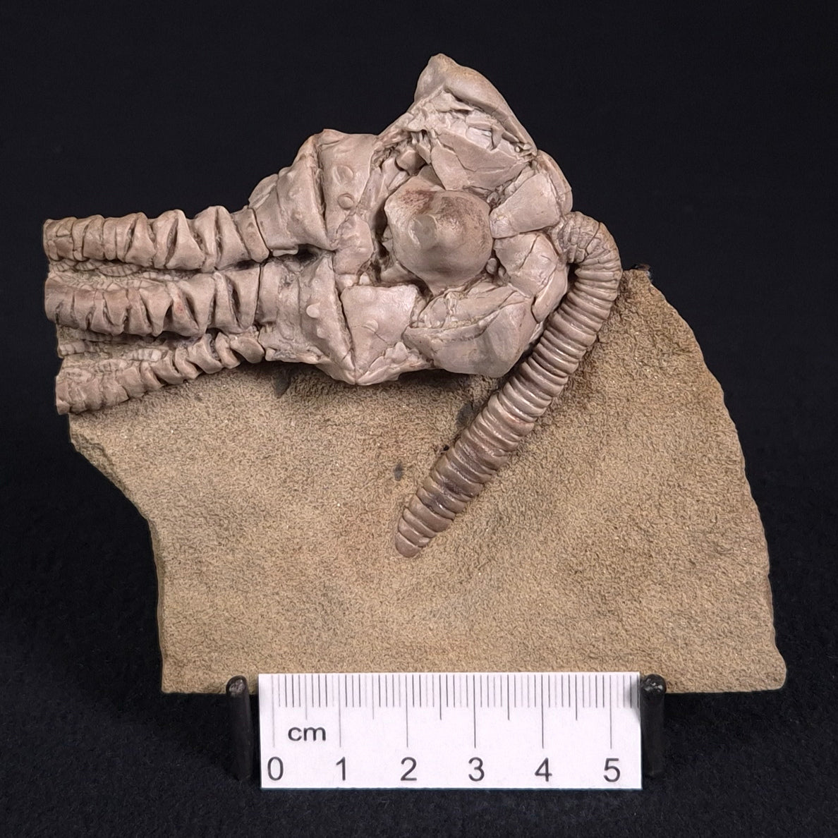 JIMBACRINUS BOSTOCKI CRINOID FOSSIL, Permian, Australia XJB016