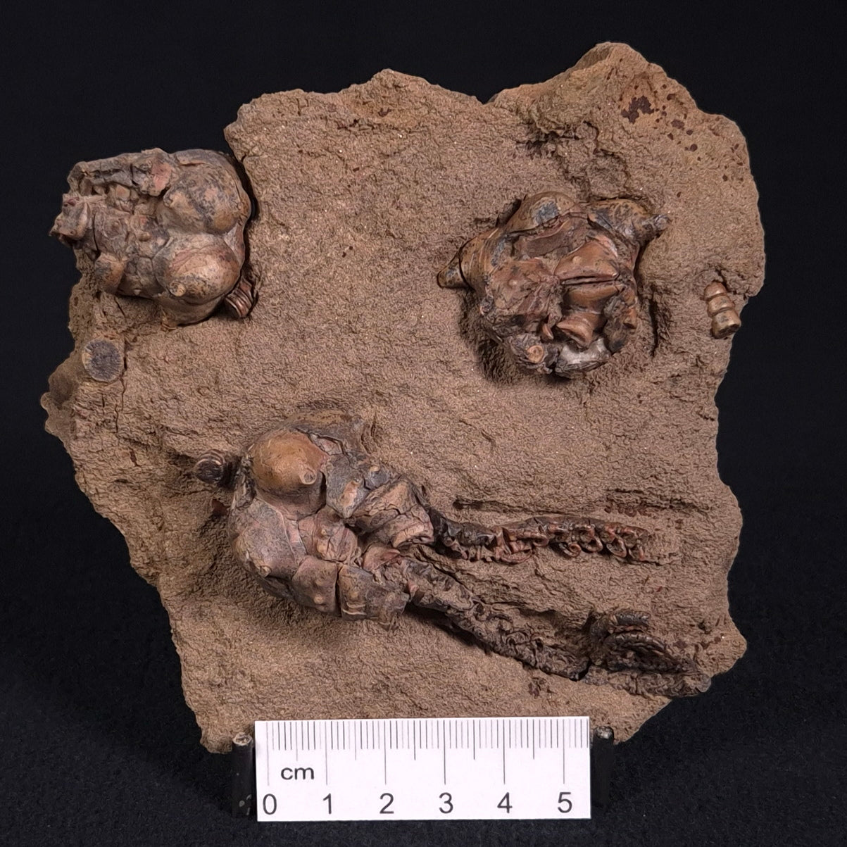 JIMBACRINUS BOSTOCKI CRINOID FOSSIL, Permian, Australia XJB018