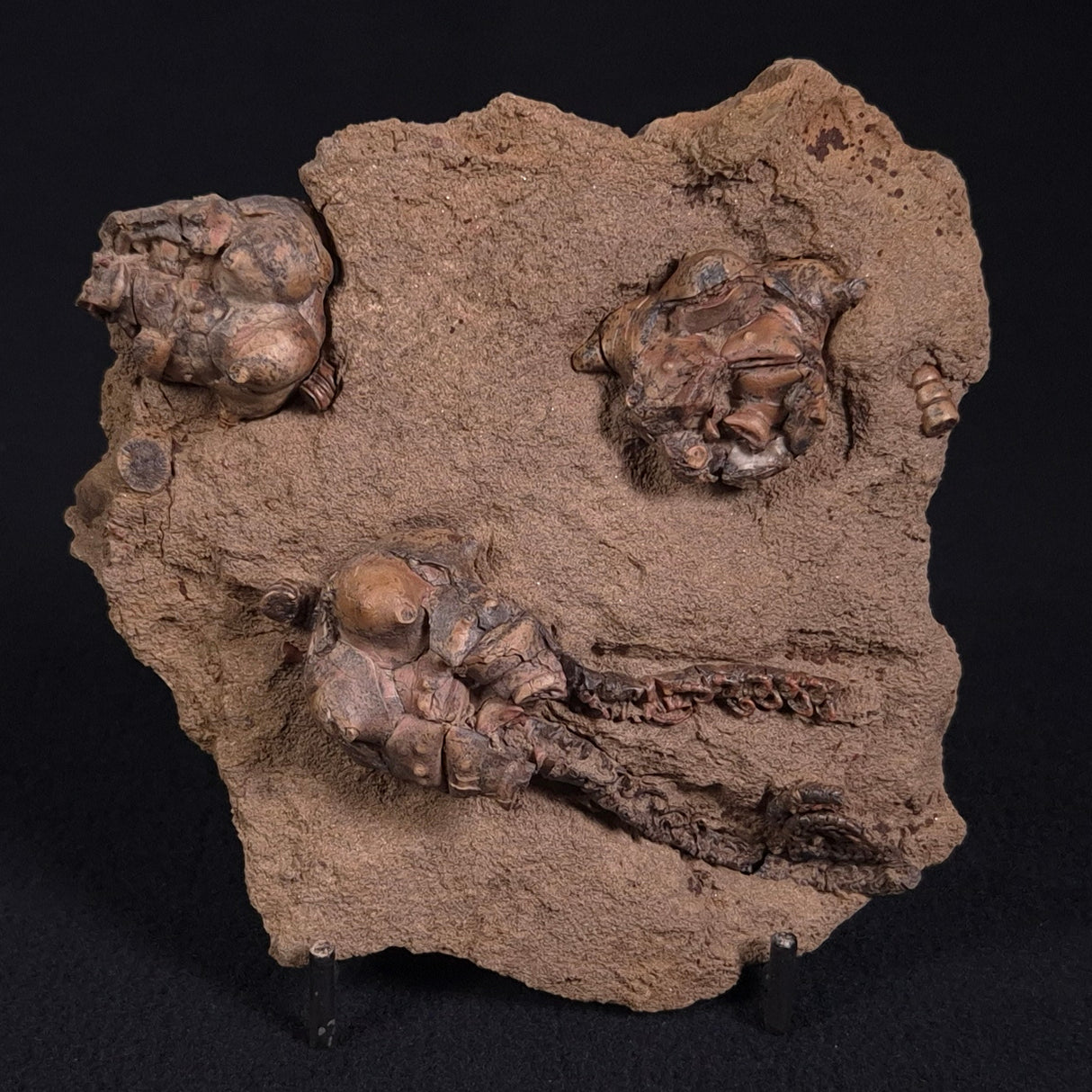 JIMBACRINUS BOSTOCKI CRINOID FOSSIL, Permian, Australia XJB018