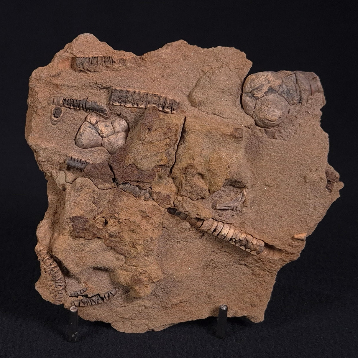 JIMBACRINUS BOSTOCKI CRINOID FOSSIL, Permian, Australia XJB018