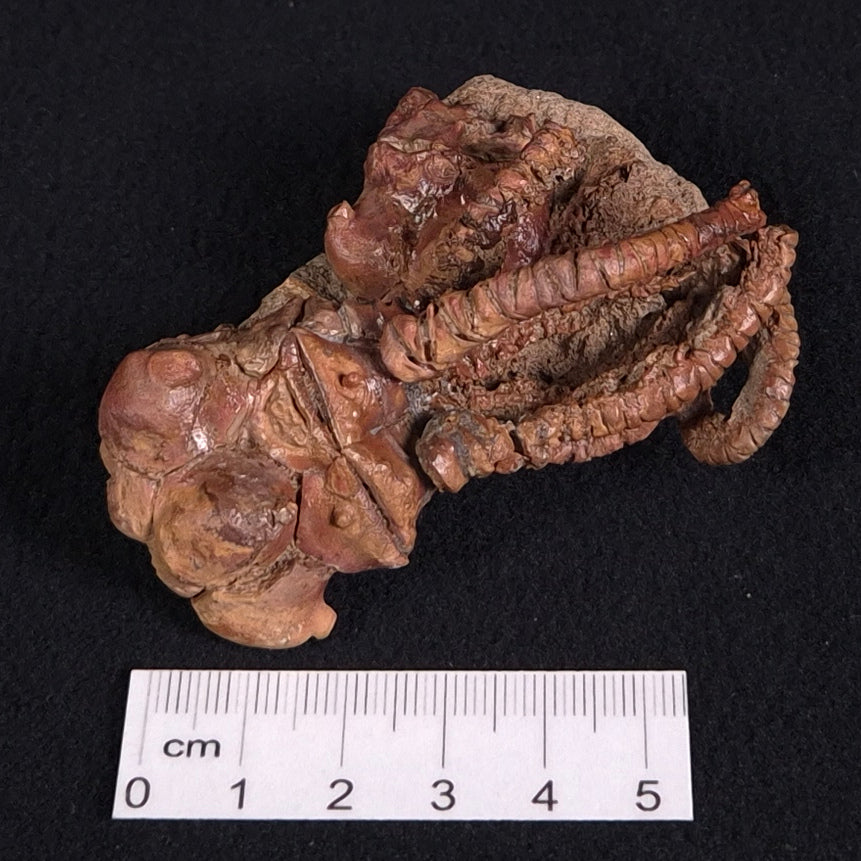 JIMBACRINUS BOSTOCKI CRINOID FOSSIL, Permian, Australia XJB019