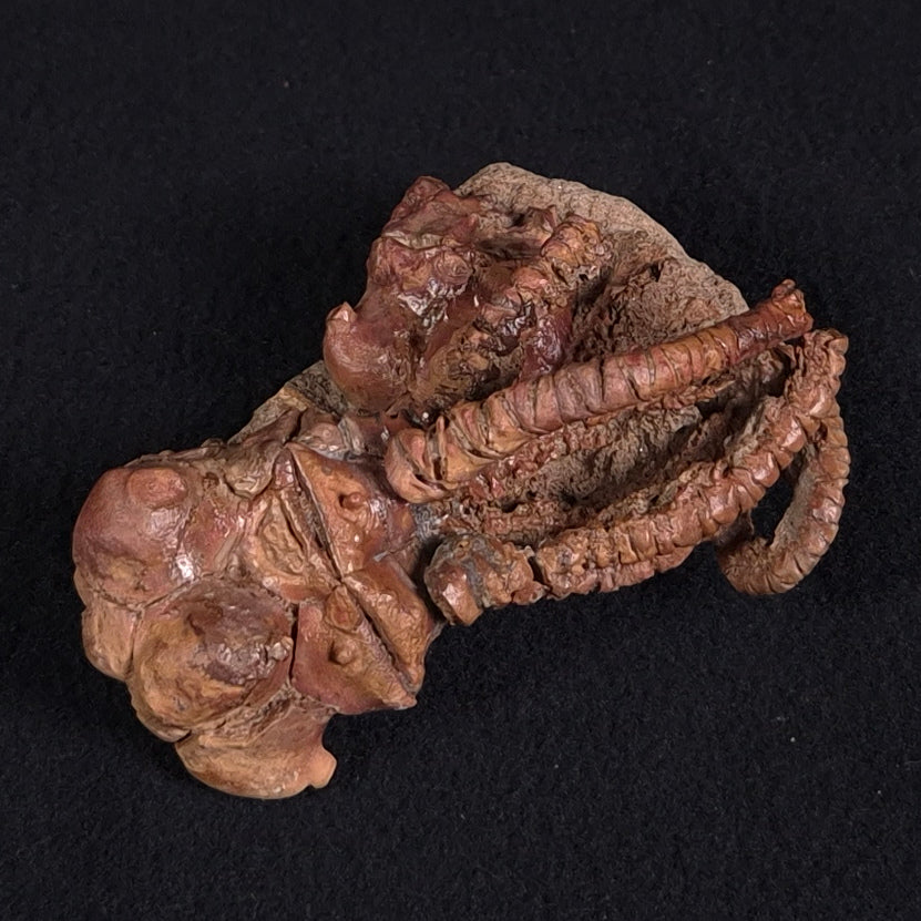 JIMBACRINUS BOSTOCKI CRINOID FOSSIL, Permian, Australia XJB019