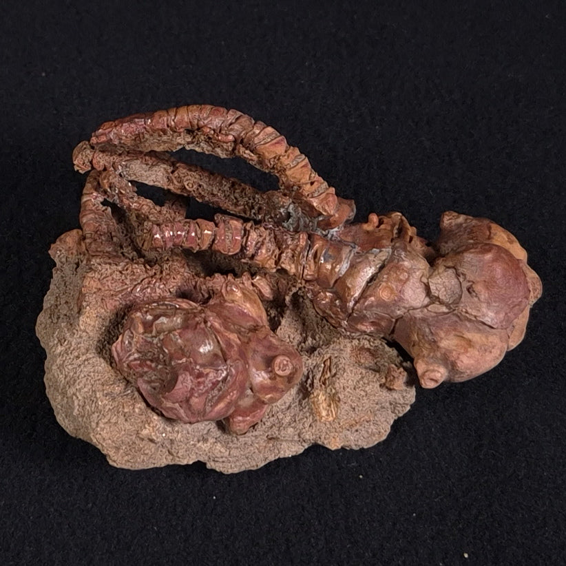 JIMBACRINUS BOSTOCKI CRINOID FOSSIL, Permian, Australia XJB019