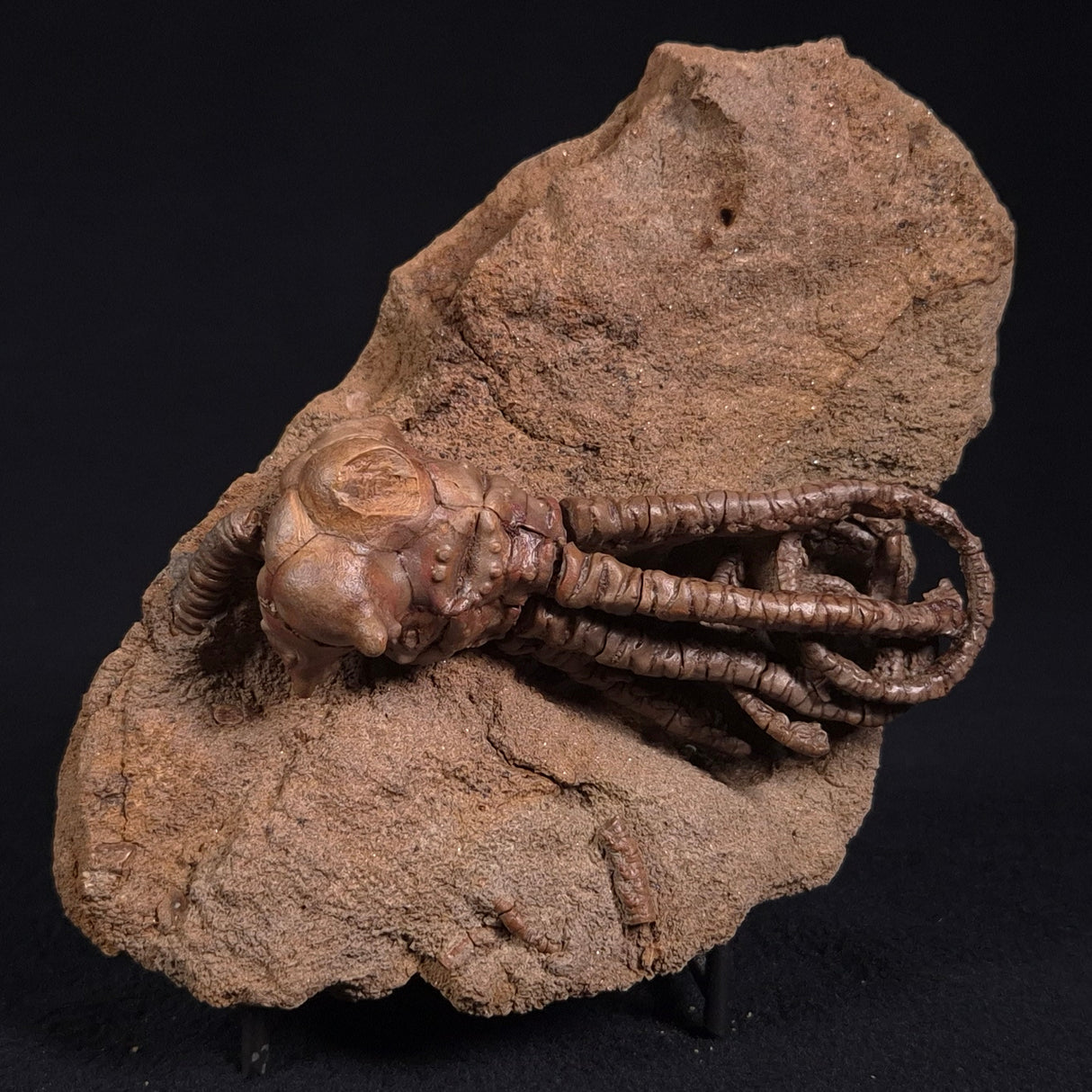JIMBACRINUS BOSTOCKI CRINOID FOSSIL, Permian, Australia XJB020