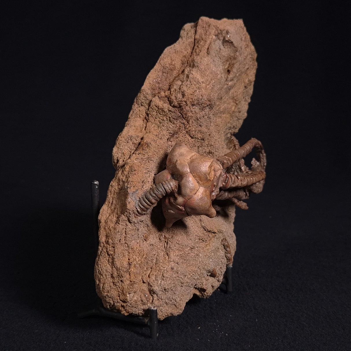 JIMBACRINUS BOSTOCKI CRINOID FOSSIL, Permian, Australia XJB020