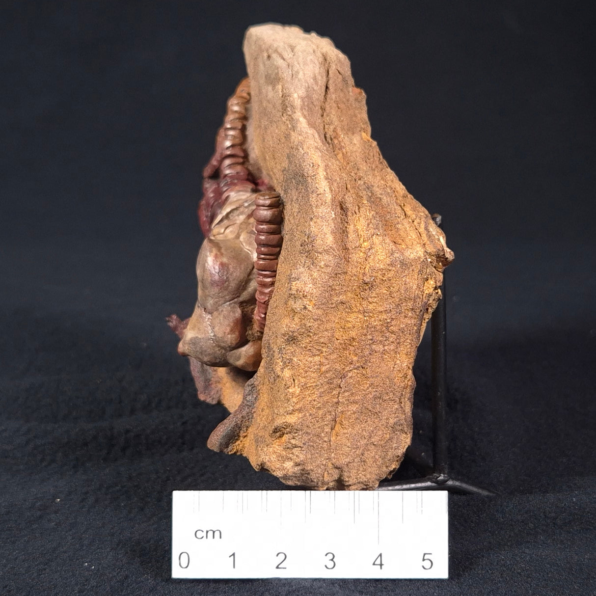 JIMBACRINUS BOSTOCKI CRINOID FOSSIL, Permian, Australia XJB024