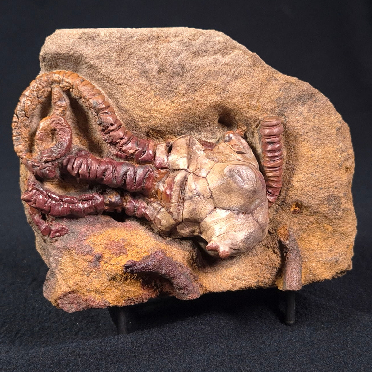 JIMBACRINUS BOSTOCKI CRINOID FOSSIL, Permian, Australia XJB024