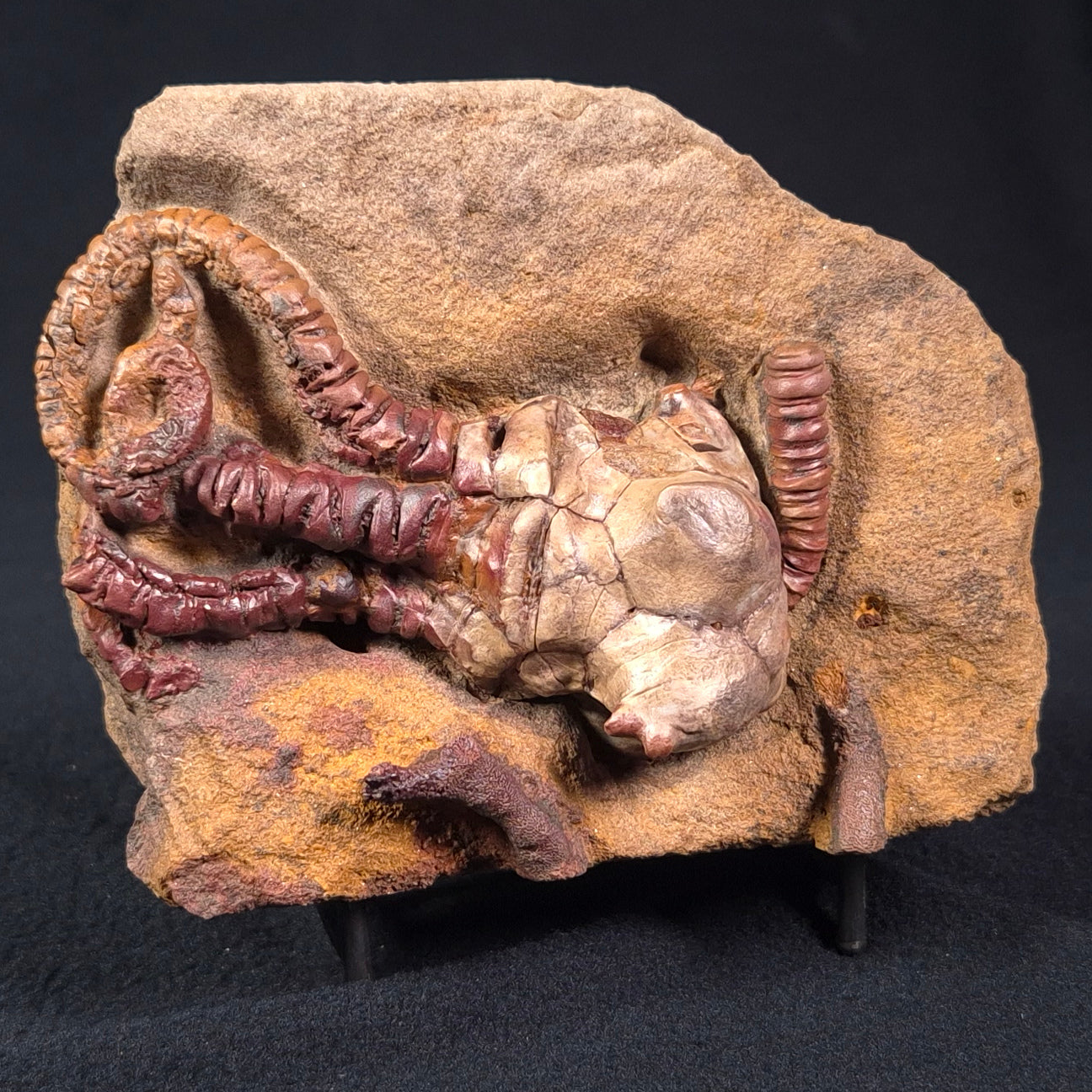 JIMBACRINUS BOSTOCKI CRINOID FOSSIL, Permian, Australia XJB024