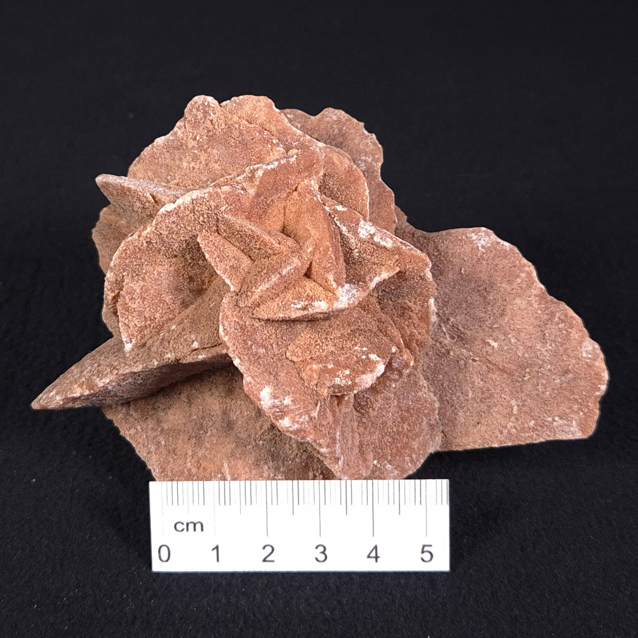DESERT ROSE GYPSUM, Morocco XDR001