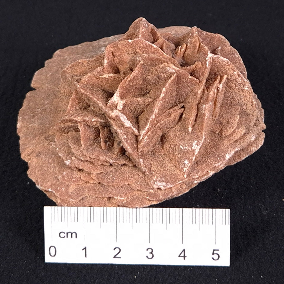 DESERT ROSE GYPSUM, Morocco XDR004