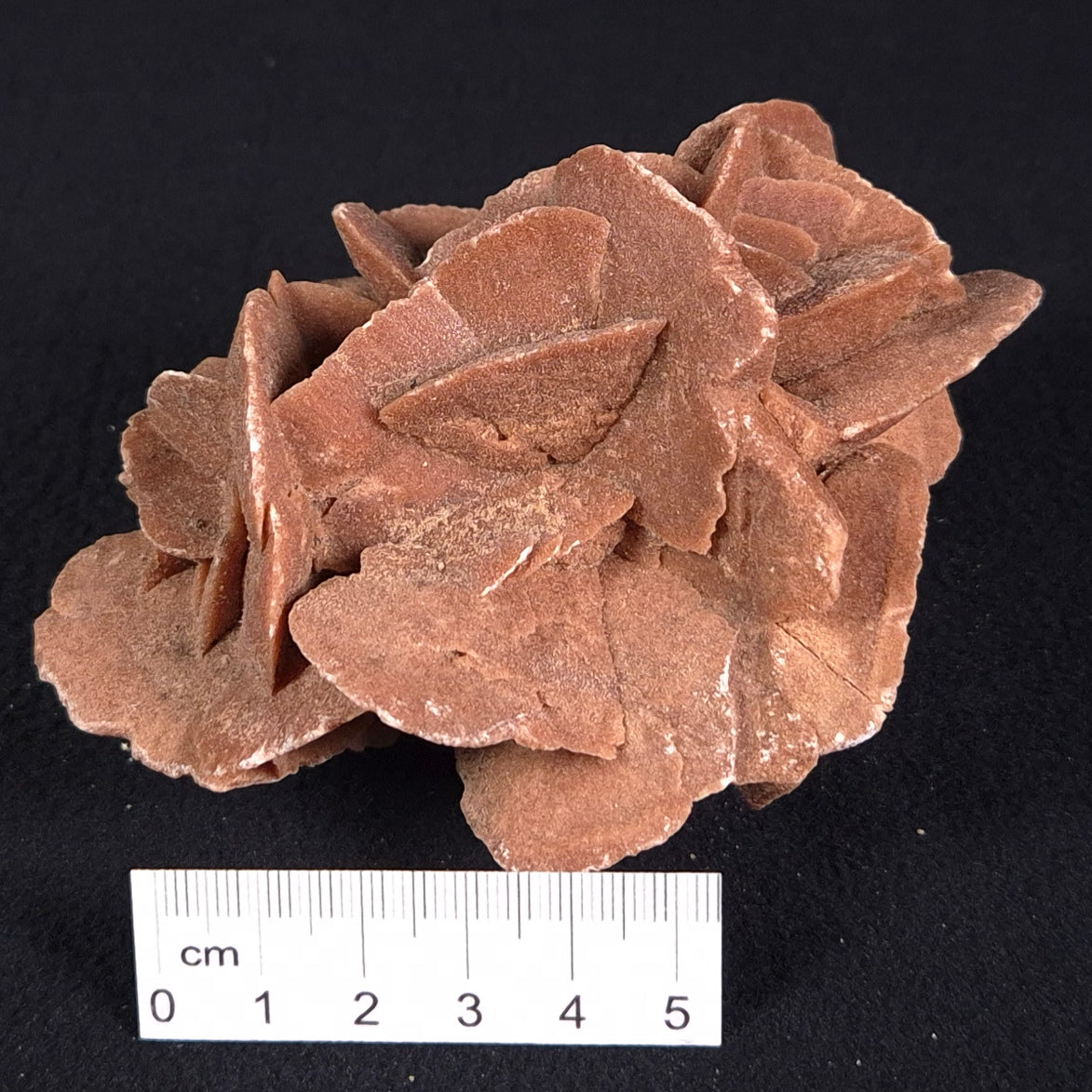 DESERT ROSE GYPSUM, Morocco XDR006