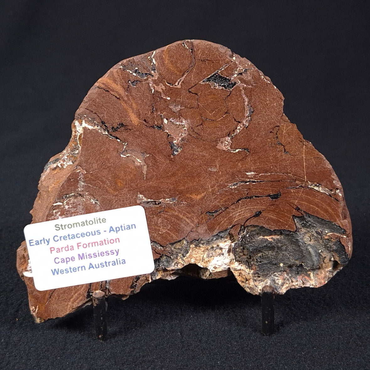 STROMATOLITE, Parda Formation, Early Cretaceous (Aptian), Australia ZPF001